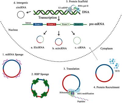 Diagnostic and Prognostic Value of Circulating CircRNAs in Cancer